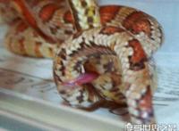 蛇交配过程详解，房事一次可以持续几天(你羡慕不来)