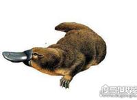 世界上最古老的哺乳动物，可追溯到2500万年前（鸭嘴兽）