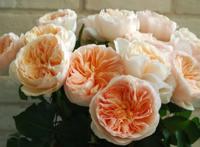 世界上最贵的玫瑰花，华丽高贵独一无二（身价千万）