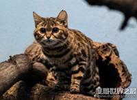 体型最小的野生猫科动物，黑足猫(但却能捕杀大4倍的猎物)