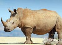 世界十大濒临灭绝的动物，全世界仅剩这一只白犀牛