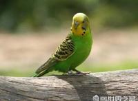 虎皮鹦鹉怎么养，虎皮鹦鹉吃什么(用带壳的粗粮喂养)