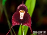 世界上最可爱的兰花，猴面小龙兰(长的奇特呆萌的花朵)