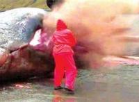 揭秘鲸鱼爆炸的真相，竟因体内气体所导致(极度危险)