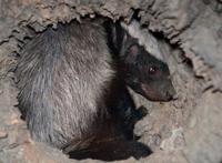 动物界的平头哥，平头哥是什么动物（无所畏惧）