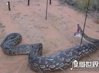 中国最真实的渡劫事件，巨蟒渡劫营口坠龙都充满了神幻色彩