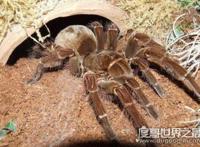 世界上最大的蜘蛛，巨型狼蛛(长达0.3米/有剧毒)