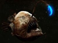 世界上最丑的鱼，深海琵琶鱼长的难看交配方式还恐怖