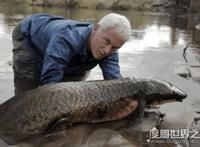 世界上生命力最强的鱼，非洲肺鱼(可以在没水的泥土里活4年)