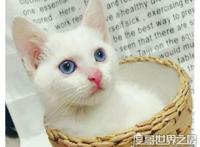蓝眼白猫是什么品种，是蓝眼睛白毛猫的统称(没有具体品种)