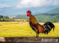 公鸡为什么打鸣，在外界光线和声音的刺激下公鸡会出现打鸣现象