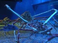 世界上最大的蟹排名，帝王蟹仅排第三最大的杀人蟹长4.2米（你敢吃吗）