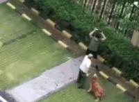 广东男子打死金毛犬被刑拘，金毛护主咬死贵宾(贵宾未牵绳)