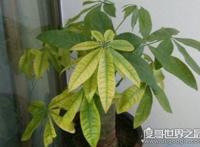 发财树叶子发黄怎么办？叶片发黄的原因及处理方法