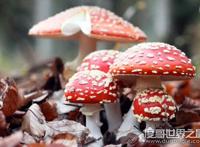 世界上最毒的蘑菇，鹅膏菌(全球95%蘑菇中毒事件的罪魁祸首)