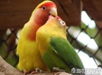 牡丹鹦鹉会说话吗，不会说话(但它是虐死人的情侣宠物)