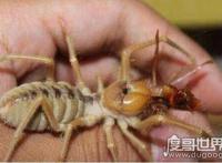 世界上最大的五种蜘蛛，第一名可以长到长15厘米宽25厘米