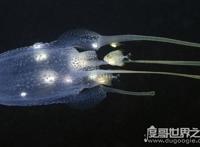 世界十大毒王，咬一口释放的毒素可杀死100人左右