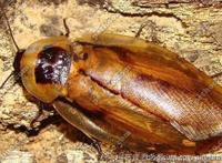 世界上最受人欢迎的蟑螂，秘鲁巨人蟑螂(竟有人当宠物养)