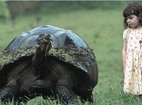 世界上最大的乌龟，龟中“巨人”可背人行走(憨厚)