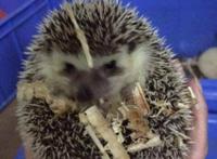 刺猬吃什么东西最好，混合粮不臭还能长肉