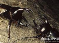 埃及食肉甲虫原来是它，其实埃及圣甲虫根本就不吃人