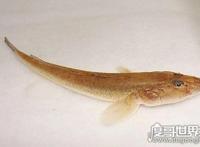 虾虎鱼是一个鱼类大家族，种类有2100多种(多数身材短小)