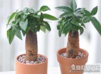 发财树怎么养，新手也能轻松养殖的详细教程(新手快速上路)