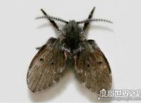 蛾蚋怎么消灭最彻底，普通杀虫剂就可清除(重要的是保持室内干燥)