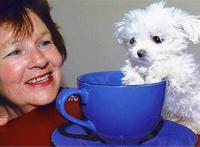 世上最小的狗1mm不存在，斯库特尔最小的狗7.62cm(吉娃娃犬)