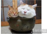 猫肉能吃吗，能吃但是最好不要吃(吃猫对人的身体有害)