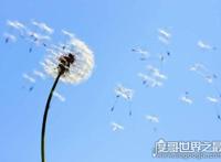 植物传播种子的方法有哪些，风、水、动物等都能为它们传播种子
