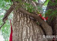 世界上最牛的大自然奇树，名称稀奇古怪（多位于偏远地区）