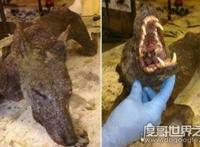 恐怖的吸血兽卓柏卡布拉，一夜可以吸干二百头动物