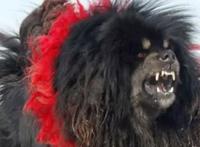 鬼獒VS青狼獒哪个更厉害，最强藏獒的终极对决