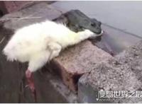 癞蛤蟆想吃天鹅肉照片大全，赶紧收藏起来拿去斗图吧！