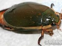 补肾的重口味美食水蟑螂，教你怎么做椒盐龙虱