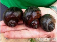 福寿螺到底能不能吃，必须高温煮熟煮透才能吃(不然存在风险)