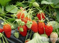 草莓是什么季节的水果，分为春播和秋播(一般6~8月/1~3月收获)