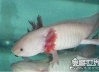 如何饲养六角龙鱼，注意这些饲养六角龙鱼毫无问题