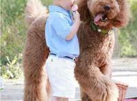 巨型贵宾犬售价高达600万，巨贵犬就是有贵的资本