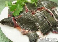 甲鱼怎么杀，第一步砍头最重要(教你怎么处理甲鱼)