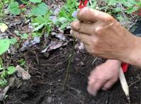 人参会跑吗？并不会跑(人参上拴红绳的原因揭晓)