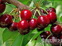 车厘子自由是什么梗？是指收入可轻松购买车厘子(源于网络热文)