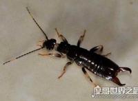 在人脑中繁殖的恐怖生物蠼螋，竟然能够帮忙清除蟑螂