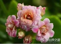 家里养什么花好，盘点几种漂亮且寓意超好的盆栽植物