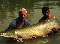 15m巨型哲罗鲑图片，新疆喀纳斯湖水怪大揭秘