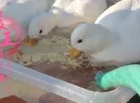 王思聪的鸭子，两只花了3万(有钱人的世界我们不懂)