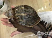 世界上最大的蜗牛，非洲大蜗牛比手掌还大(长39.3cm/重900g)