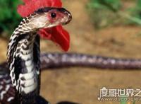 盗墓笔记中的鸡冠蛇真的存在，民间传说剧毒鸡冠蛇